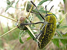 Buprestidae: Julodis rothii