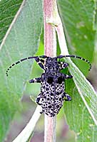 Moechotypa diphysis (Cerambycidae)