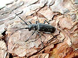 Monochamus sutor L. 1758 (Cerambycidae)