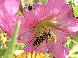 Cerambycidae: Plagionotus bobelayei