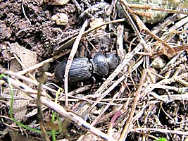 Carabidae: Odotoncarus samson