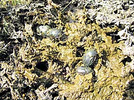 Scarabaeidae: Onitis damoetas