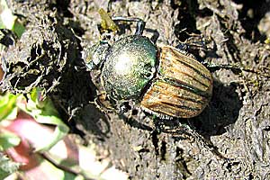 Scarabaeidae: Onitis humerosus