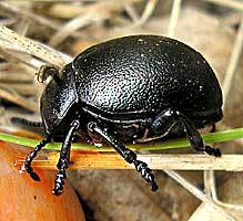 Timarcha goettingensis (Linnaeus, 1758)