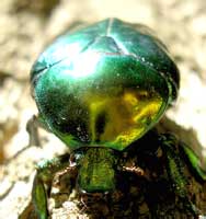 Protaetia aeruginosa (Drury, 1770)