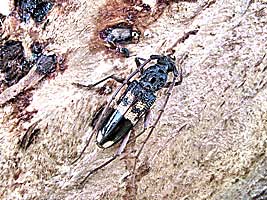 Cerambycidae: Phoracanta semipunctata