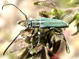 Cerambycidae: Phytoecia geniculata