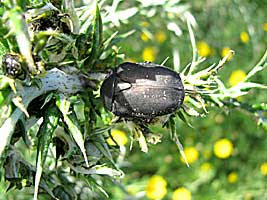 Scarabaeidae: Protaetia (Netocia) afficta