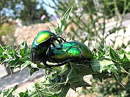 Scarabaeidae: Protaetia (Potosia) cuprea ignicollis