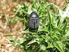 Scarabaeidae: Protaetia (Netocia) vidua