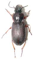 Pterostichus (Morphnosoma) melanarius melanarius Illiger, 1798 det. .