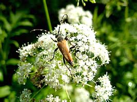 Stictoleptura variicornis Dalm. 1817 (Cerambycidae)