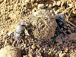 Scarabaeidae: Sisyphus schaefferi