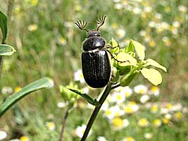 Scarabaeidae: Tanyproctus kindermanni