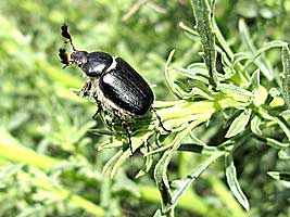 Scarabaeidae: Tanyproctus kindermanni