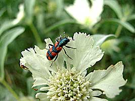 Cleridae: Trichodes affinis