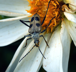 Pachyta quagrimaculata