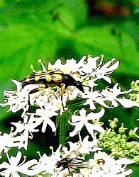 Rutpela maculata (Poda, 1761)(Cerambycidae)