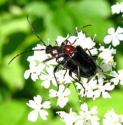 Dinoptera collaris (Linnaeus, 1758)