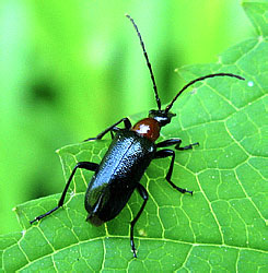 Dinoptera collaris (Linnaeus, 1758)
