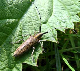 Agapanthia villosoviridescens (De Geer, 1775)