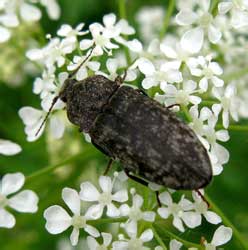 Agrypnus murinus (Linnaeus, 1758)