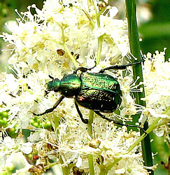 Gnorimus nobilis (Linnaeus, 1758) (Scarabaeidae)