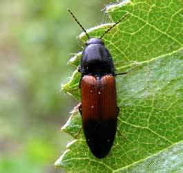 Ampedus balteatus (Linnaeus, 1758)