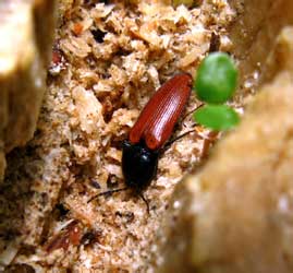 Ampedus pomorum pomorum (Herbst, 1784) [=ferrugatus (Lacordaire, 1835)]