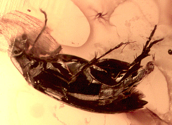 Anaspis sp. indet.