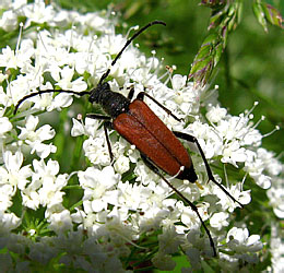 Anastrangalia reyi (Heyden, 1889)