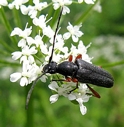 Anoplodera rufipes (Schaller, 1783)