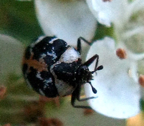 Anthrenus scrophulariae (Linnaeus, 1758)