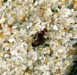 Anthicus bimaculatus (Illiger, 1801)