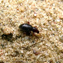 Barypeithes pellucidus (Boheman, 1834)