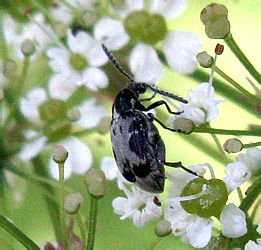 Bruchidius marginalis (Fabricius, 1777)