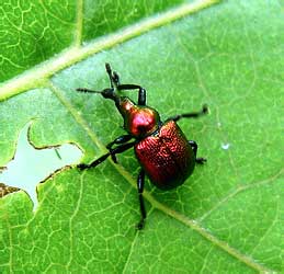 Byctiscus populi (Linnaeus, 1758)