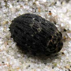 Byrrhus fasciatus (Forster, 1771)