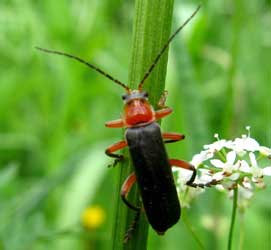 Cantharis pellucida Fabricius, 1792