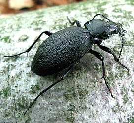 Carabus (Procrustes) coriaceus ssp. coriaceus Linnaeus, 1758