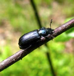 Platycerus caraboides (Linnaeus, 1758)