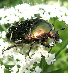 Cetonia aurata (Linnaeus, 1758)