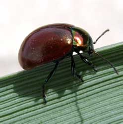 Chrysolina polita (Linnaeus, 1758)