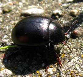 Chrysolina sturmi (Westhoff, 1882) [=diversipes (Bedel, 1892), =violacea auct. nec (Mueller, 1776)]