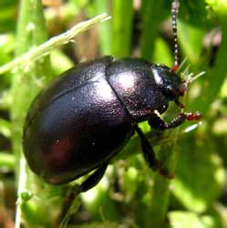 Chrysolina sturmi (Westhoff, 1882) [=diversipes (Bedel, 1892), =violacea auct. nec (Mueller, 1776)]