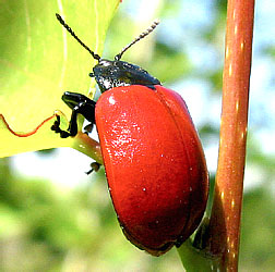 Chrysomela populi Linnaeus, 1758