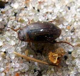 Coelambus (Hygrotus) impressopunctatus Schaller, 1783