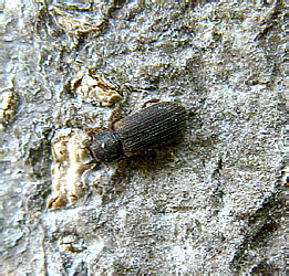 Synchita humeralis (Fabricius, 1793)