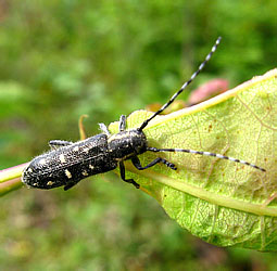 Saperda populnea (Linnaeus, 1758)