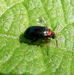 Crepidodera aurata (Marsham, 1802)